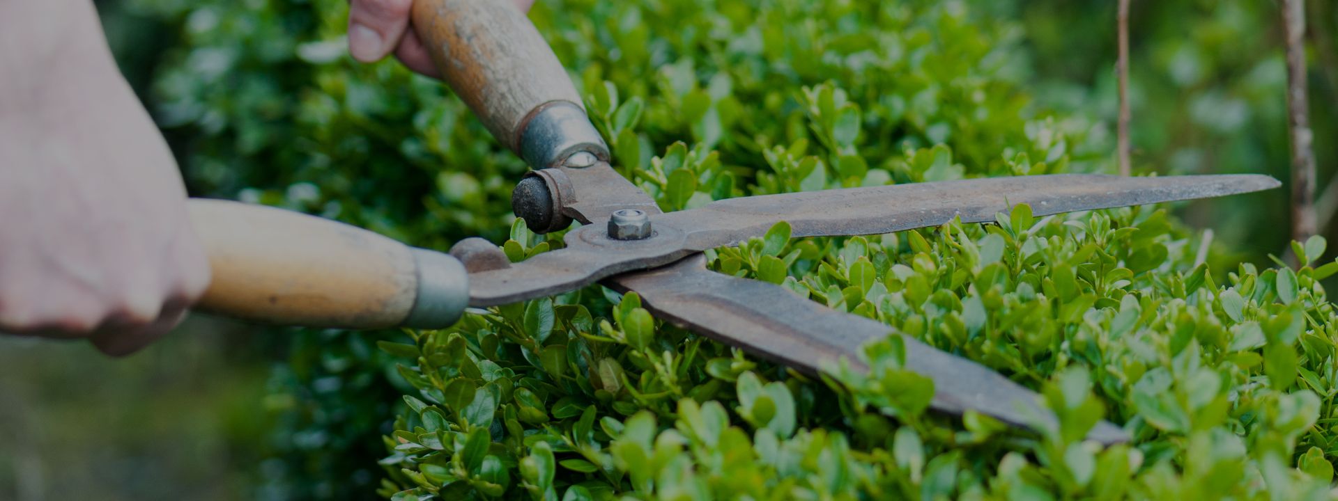 hero hedge trimming temple tx
