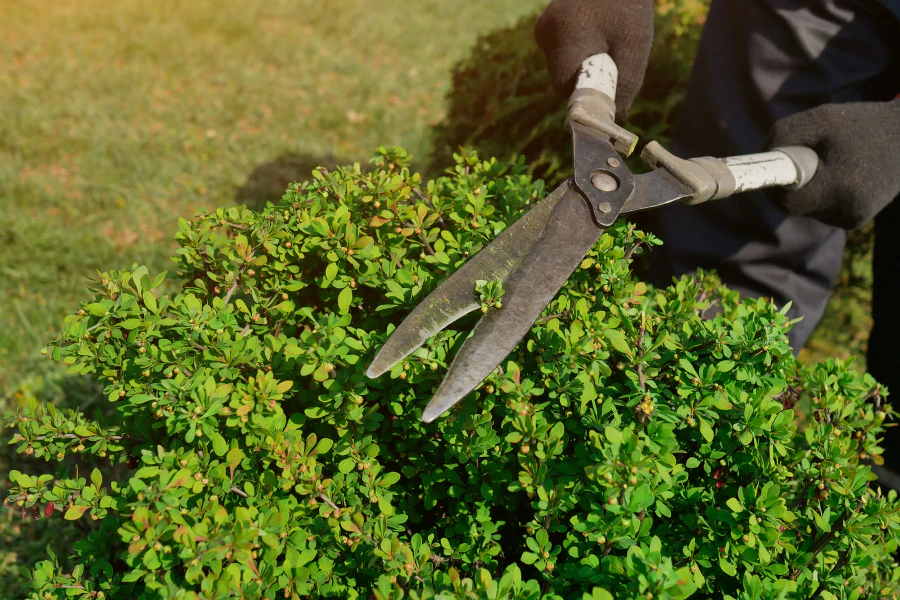 hedge trimming in a residential property harker heights tx